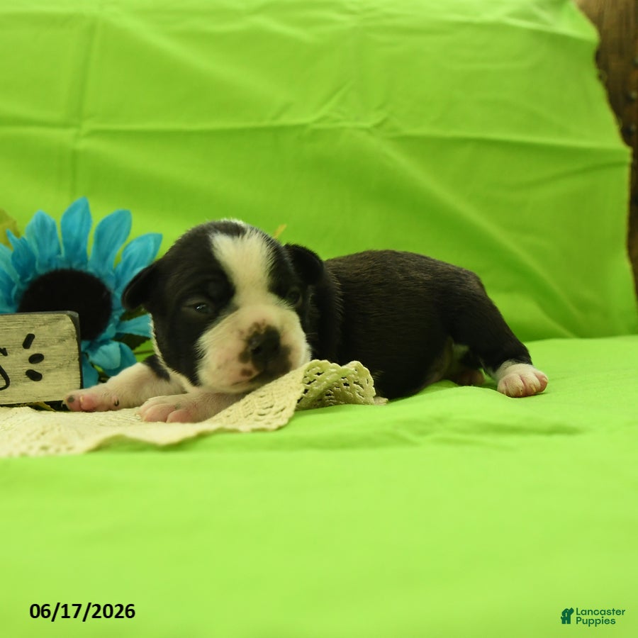 Boston Terrier dogs Vixon - Ad 1