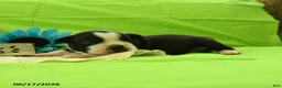 Boston Terrier dogs for sale: Vixon - Ad 1