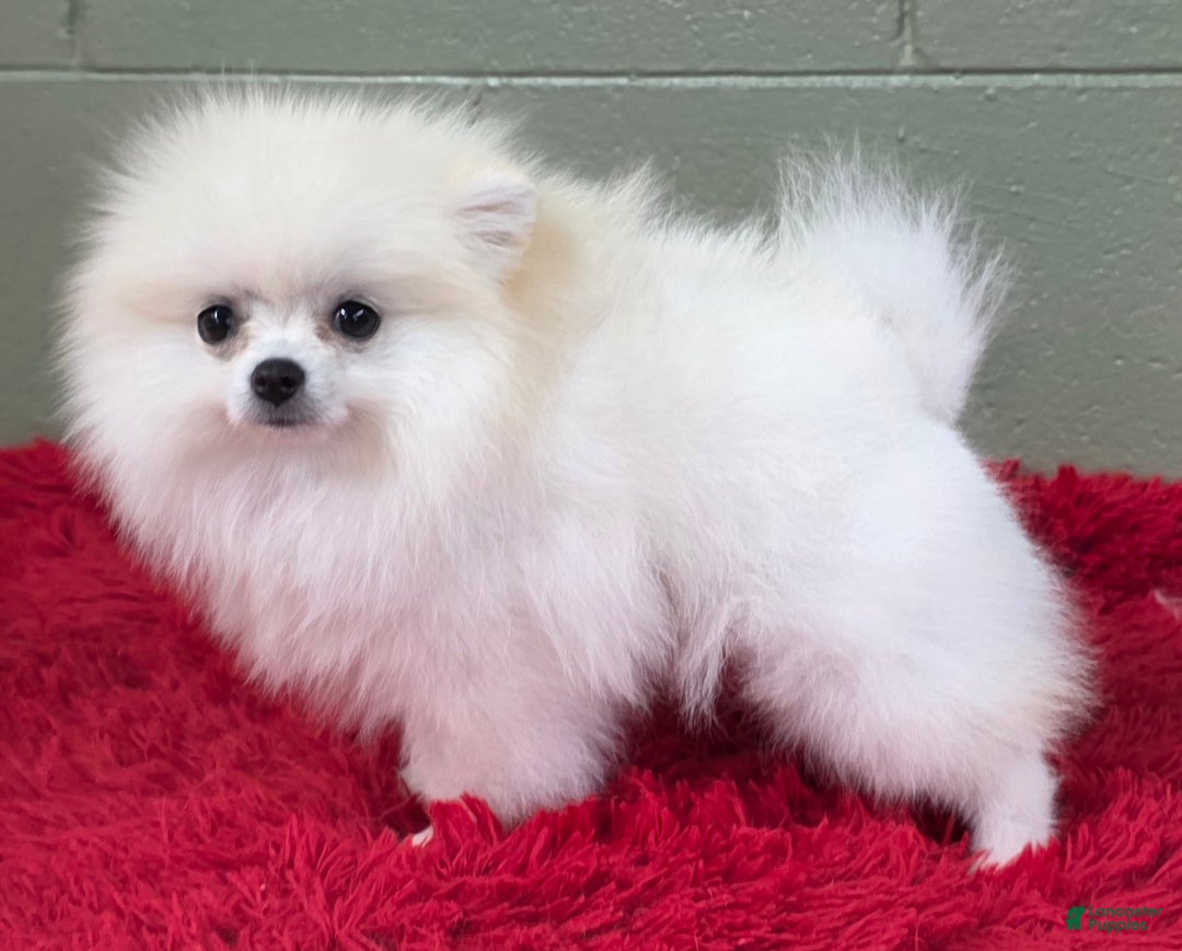 Pomeranian dogs for sale: Pomeranian Puppy 1 - Ad 2