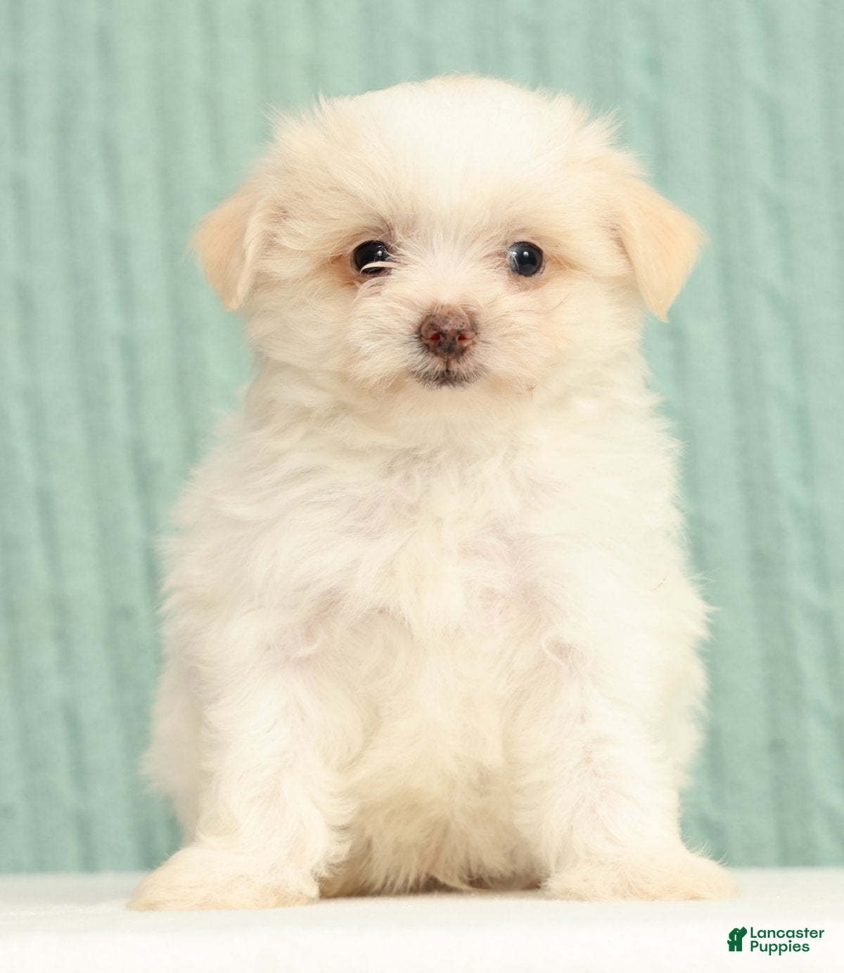 Pomapoo dogs Peanut - Ad 2