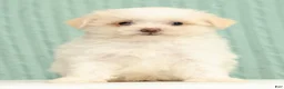 Pomapoo dogs for sale: Peanut - Ad 2