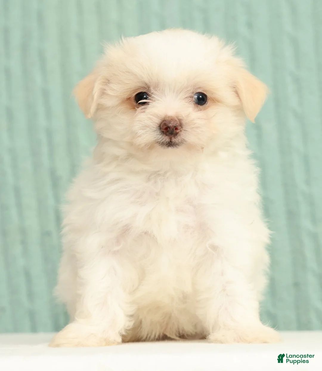 Pomapoo dogs for sale: Peanut - Ad 2