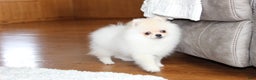 Pomeranian dogs for sale: Tiny Teddy - Ad 6