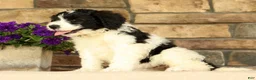 Saint Berdoodles dogs for sale: Frilly - Ad 3