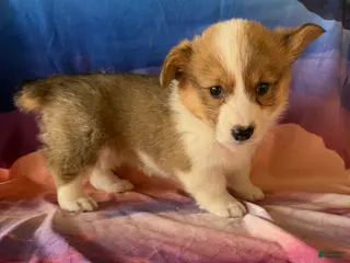 Welsh Corgi Pembroke dogs Chelsie - Ad 38