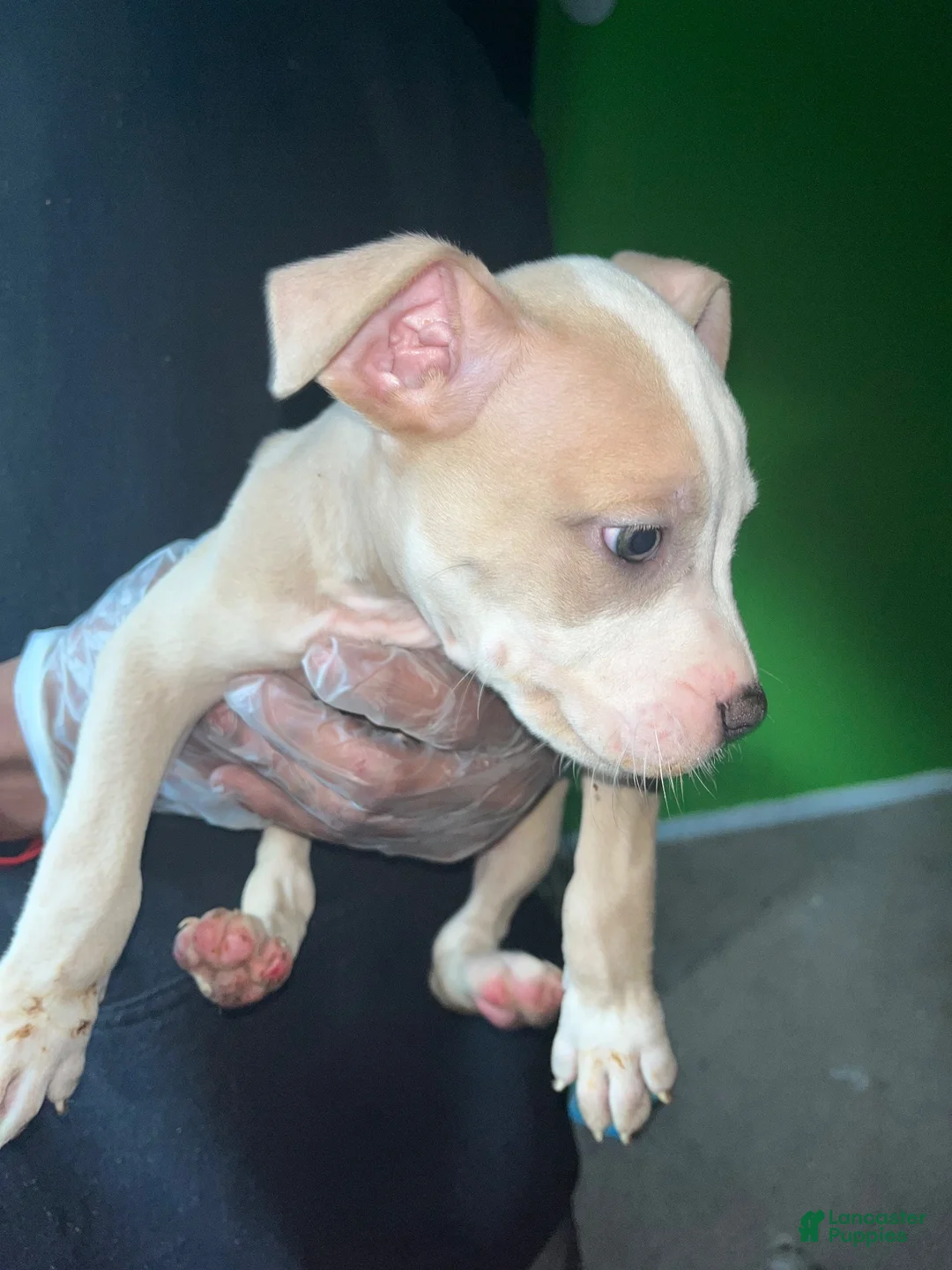 American Pit Bull Terrier dogs for sale: American Pit Bull Terrier 1 - Ad 7
