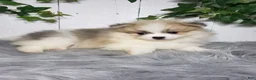 Pomeranian dogs for sale: Theo - Ad 3