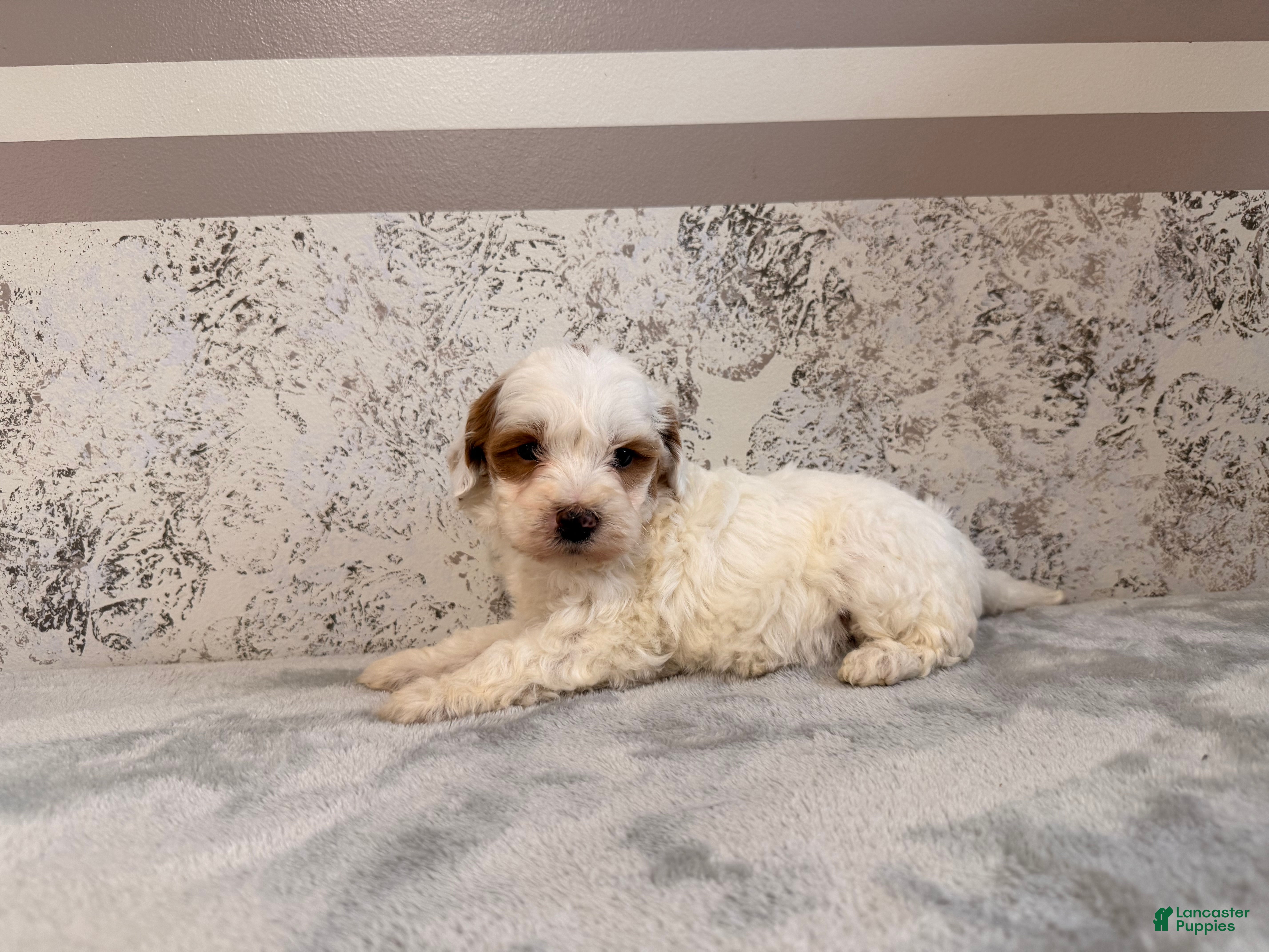 Mini Goldendoodle dogs Dixie - Ad 21