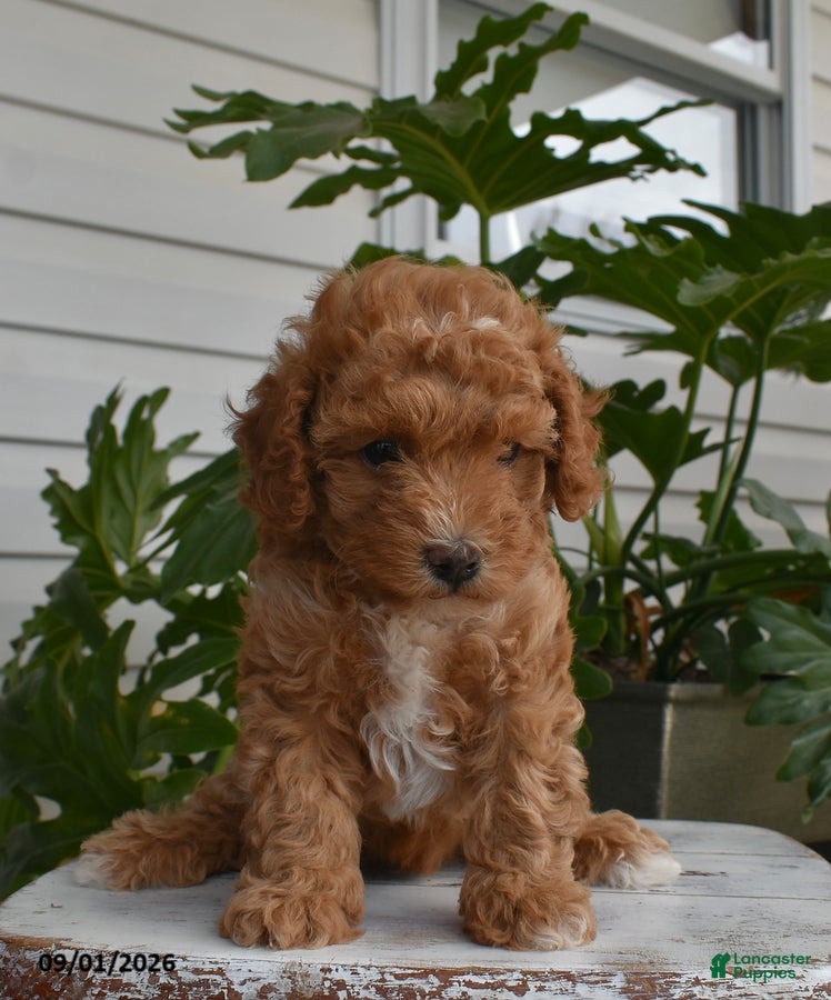 Cavapoo dogs Lily - Ad 2