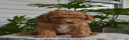 Cavapoo dogs for sale: Lily - Ad 2