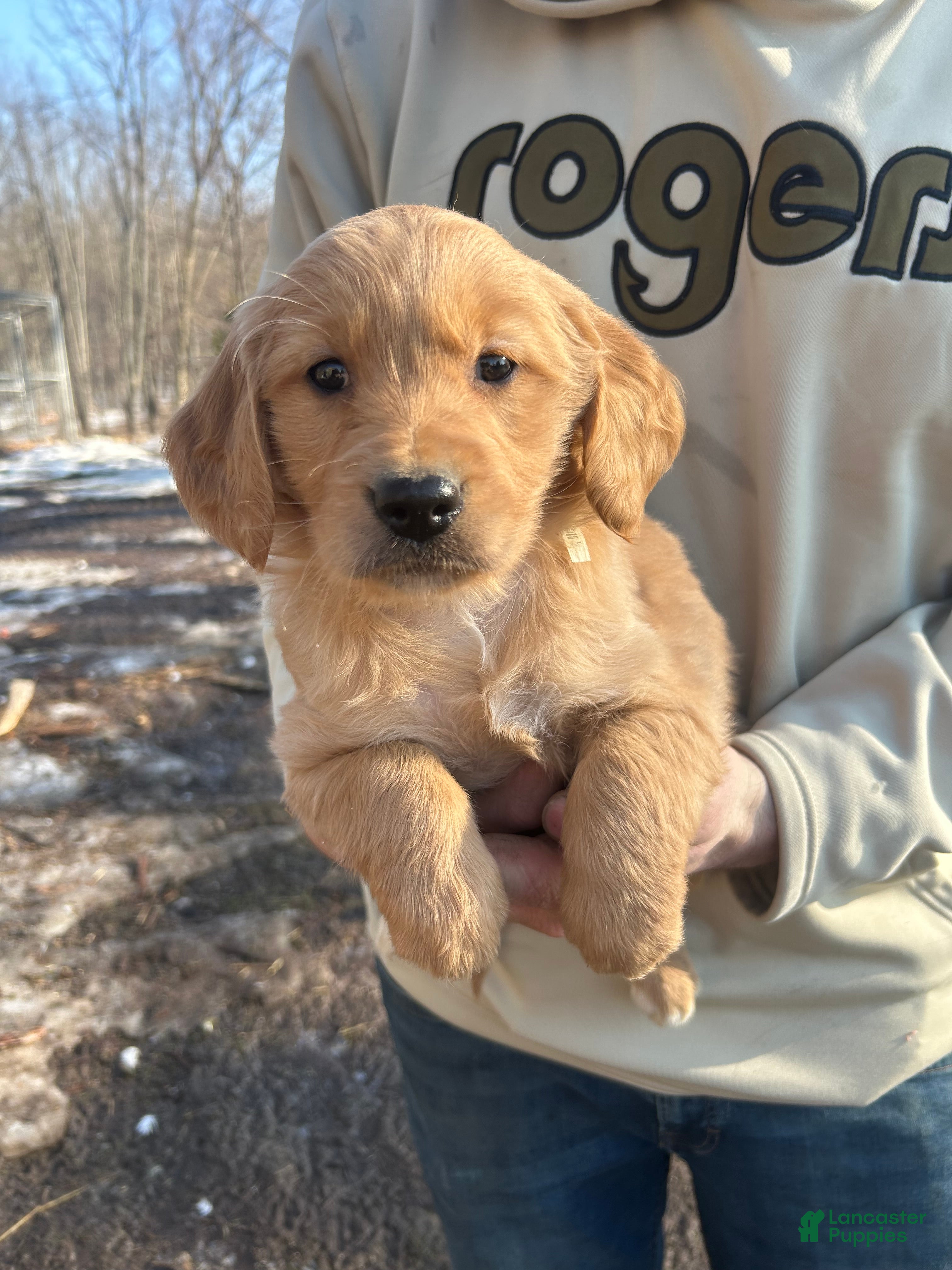 Golden Retriever dogs Lucy  - Ad 1
