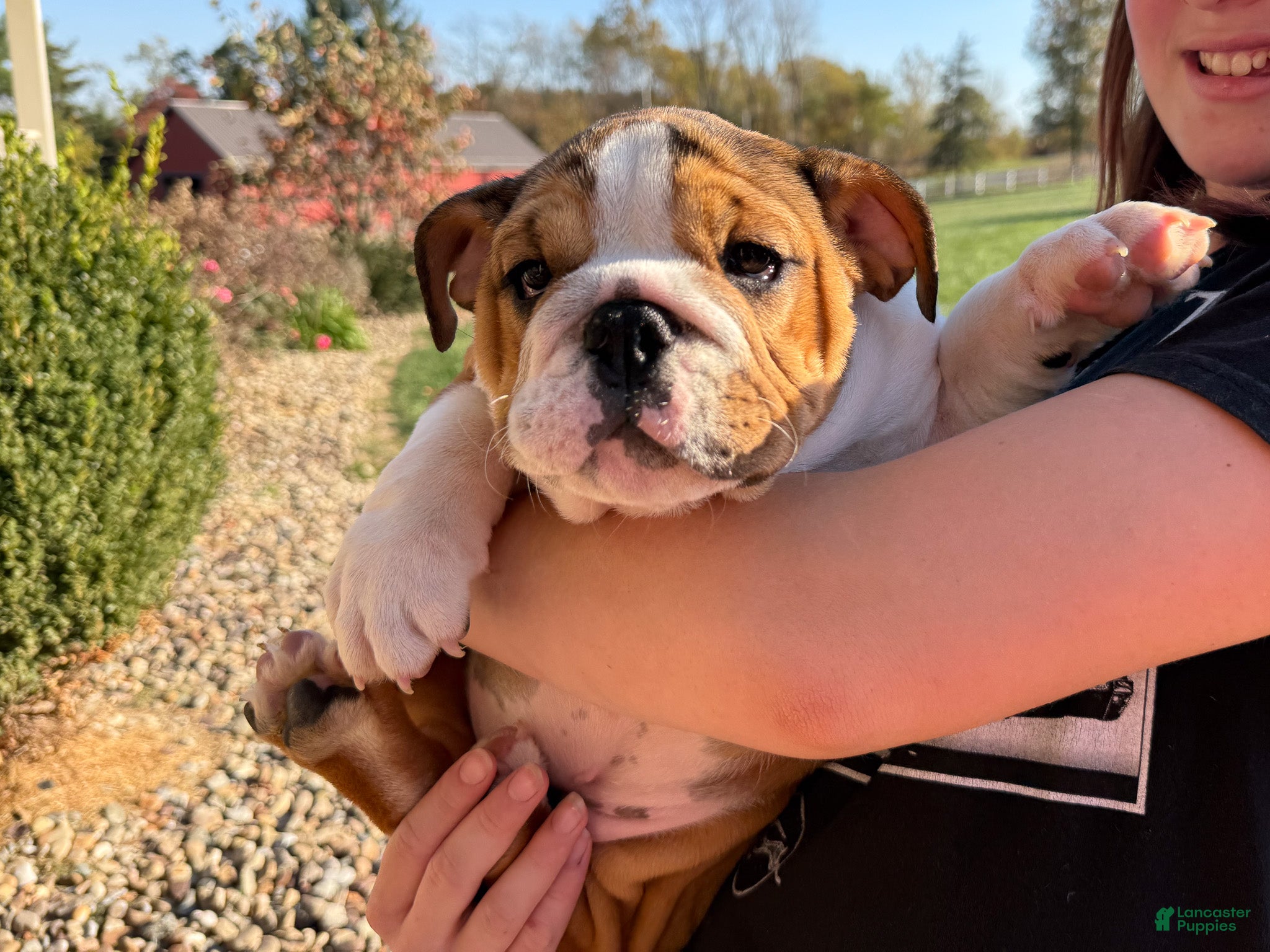 English Bulldog dogs for sale: Cookie - Ad 1