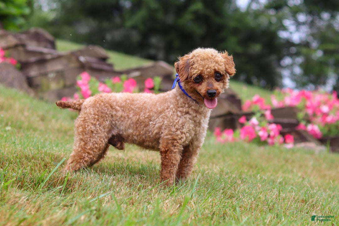 Maltipoo dogs for sale: Nevin - Ad 11