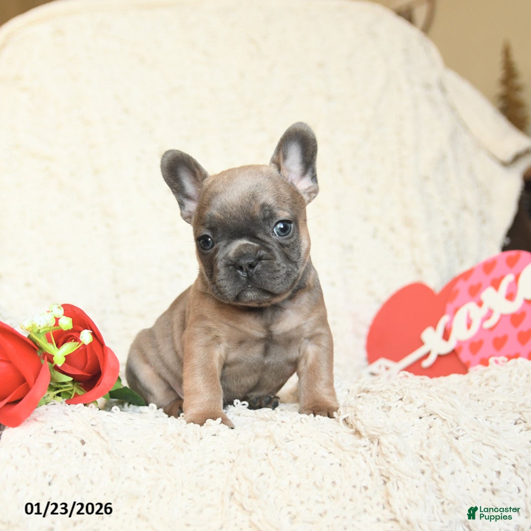 French Bulldog dogs for sale: Benji - Ad 4