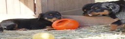 Rottweiler dogs for sale: Rottweiler F3 - Ad 24