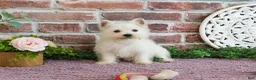 West Highland Terrier dogs for sale: Bonnie - Ad 8