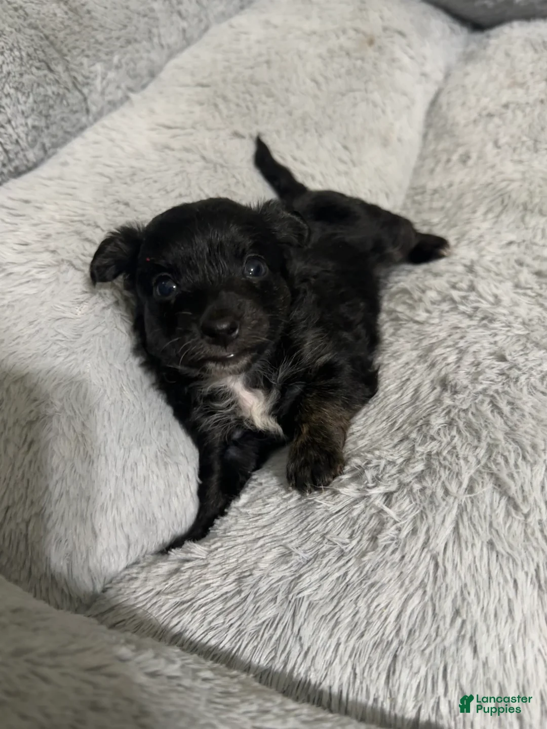 Mixed Breed dogs for sale: Mixed Breed Puppy 4 - Ad 10