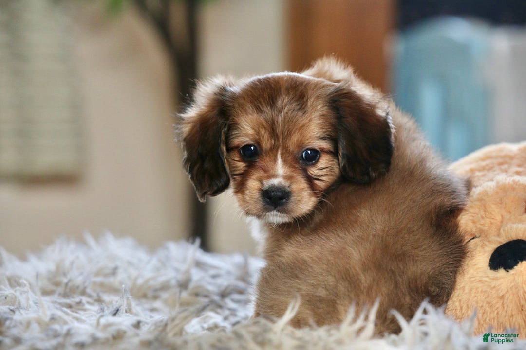 Mixed Breed dogs for sale: Cavalon Sparkle - Ad 7