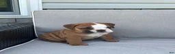 English Bulldog dogs for sale: Bennie - Ad 5