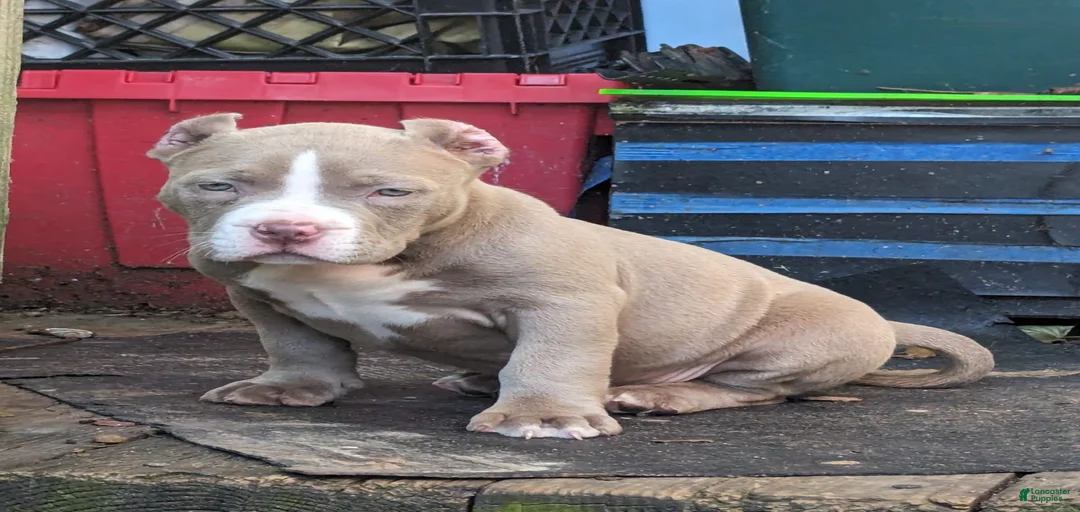 Gallery Image {{count}}