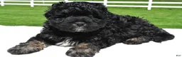 Mixed Breed dogs for sale: Zachery - Ad 5