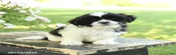 Shih Tzu dogs for sale: Skippy - Ad 3