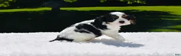 Cavalier King Charles Spaniel dogs for sale: Tucker - Ad 3