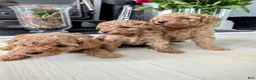 Toy Poodle dogs for sale: Toy Poodle 2 - Ad 3