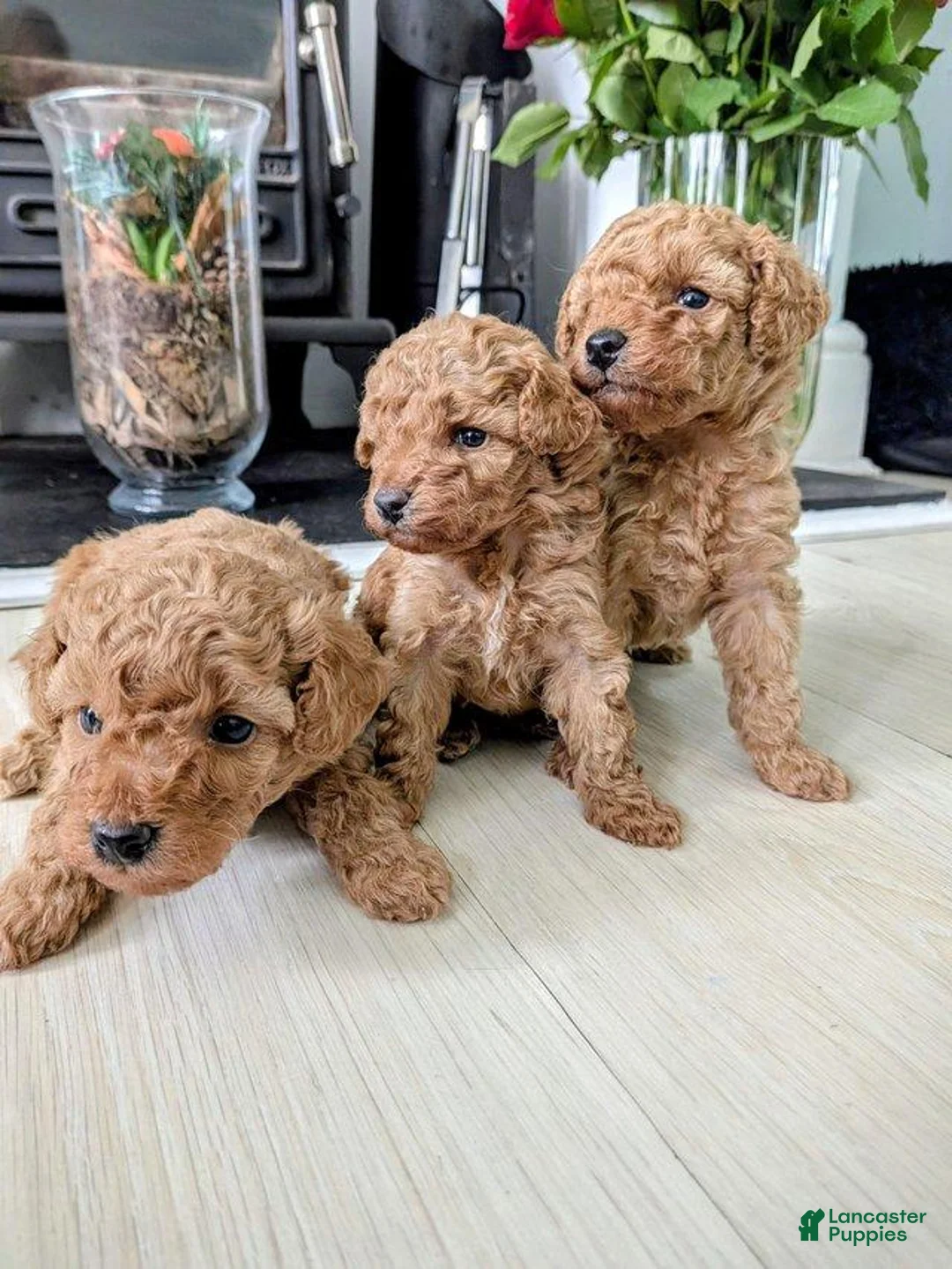 Toy Poodle dogs for sale: Toy Poodle 2 - Ad 3