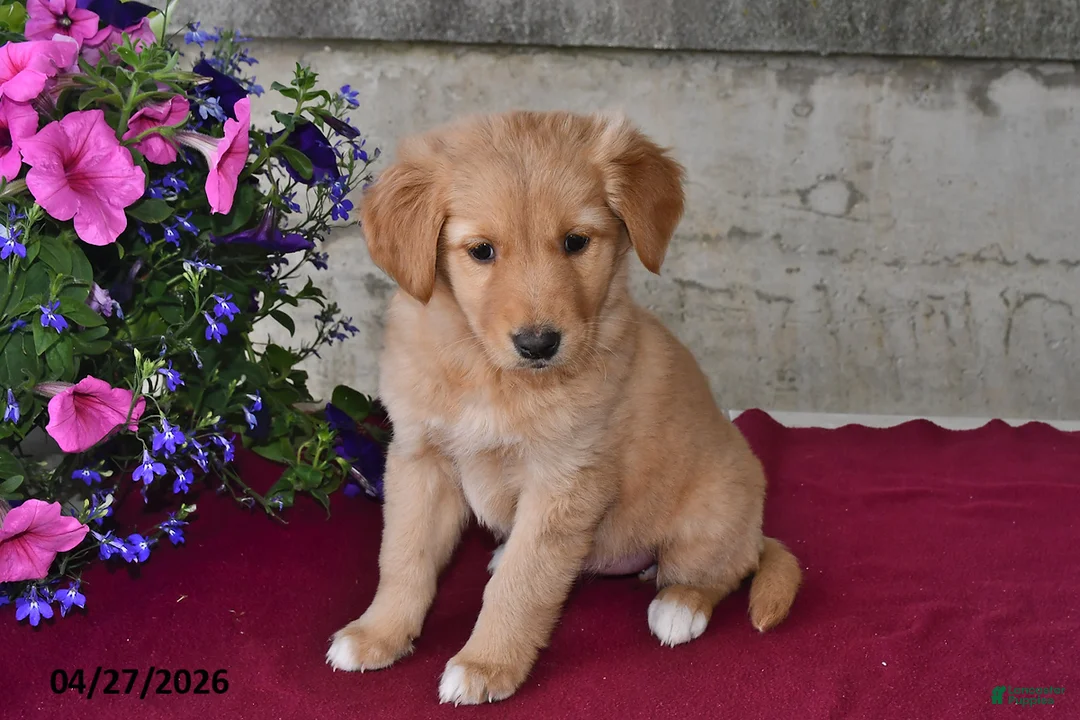 Goberian dogs for sale: Ivy - Ad 3