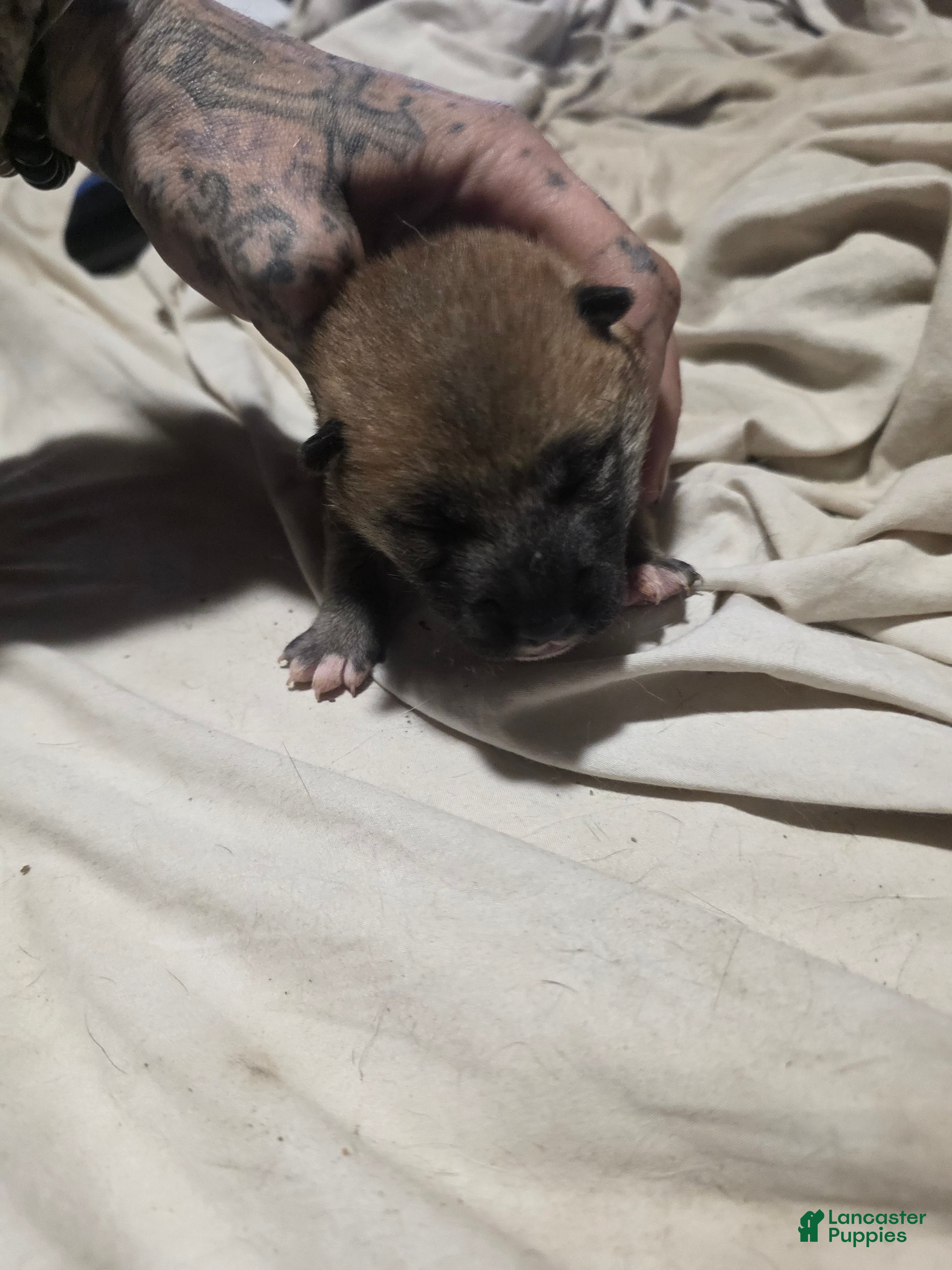 Shiba Inu dogs Shiba Inu Puppy 5 - Ad 1