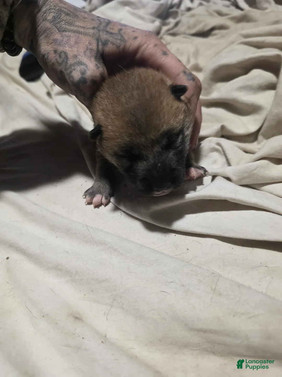 Shiba Inu dogs for sale: Shiba Inu Puppy 5 - Ad 1