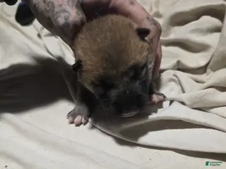 Shiba Inu dogs for sale: Shiba Inu Puppy 5 - Ad 2