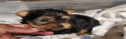 Yorkshire Terrier dogs for sale: Adorable - Ad 5