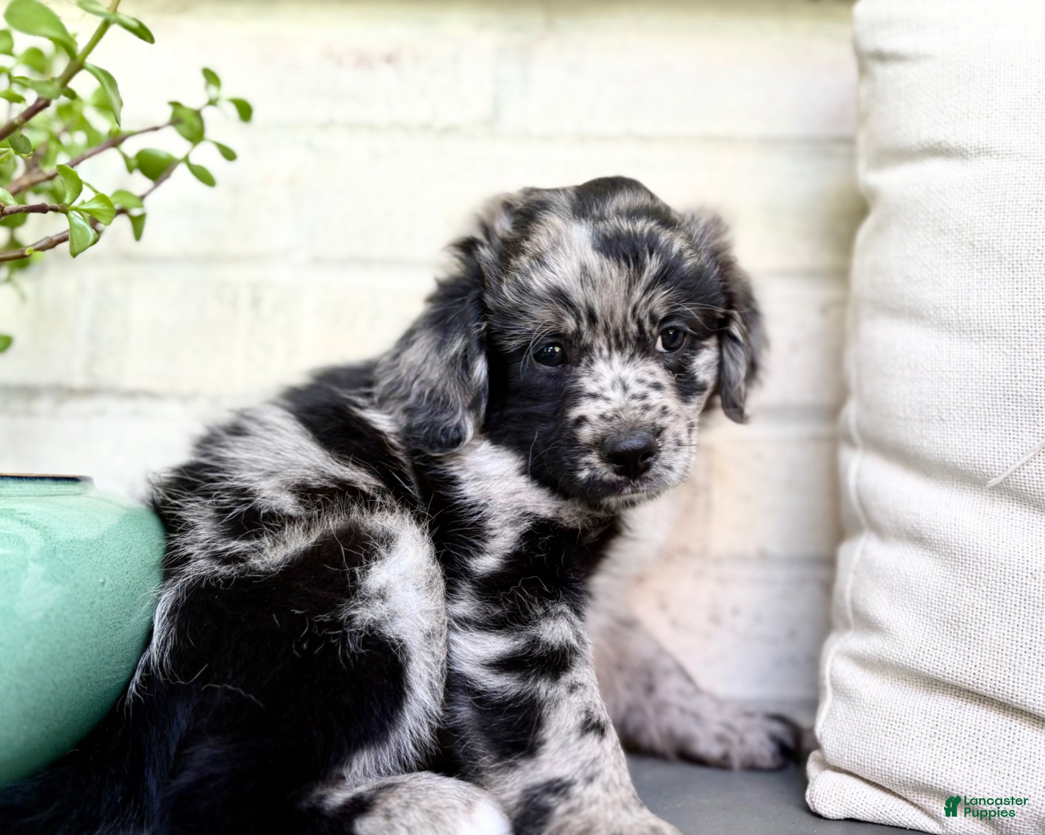 Mixed Breed dogs for sale: Corgi-Poo Schnoodle Hybrid - Ad 4