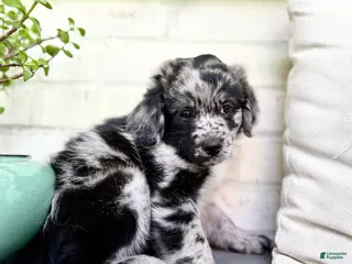 Mixed Breed dogs for sale: Corgi-Poo Schnoodle Hybrid - Ad 4