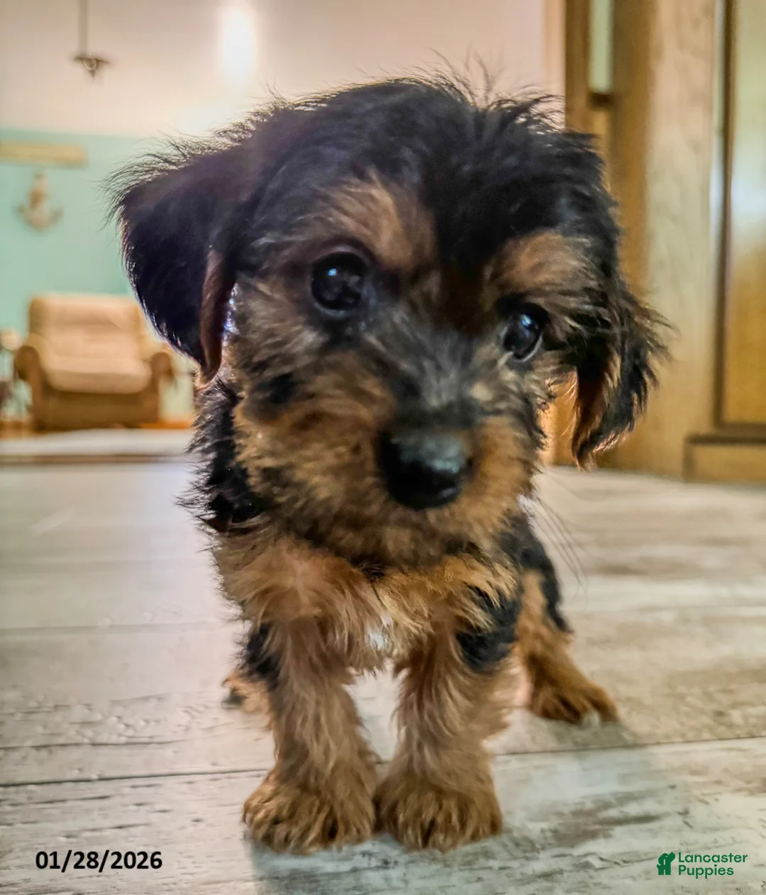 Yorkiepoo dogs for sale: Muffin - Ad 3