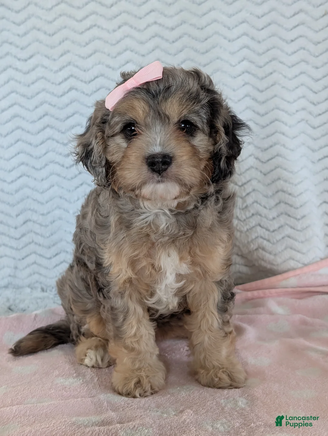Cavapoo dogs for sale: Miss Sadie  - Ad 29