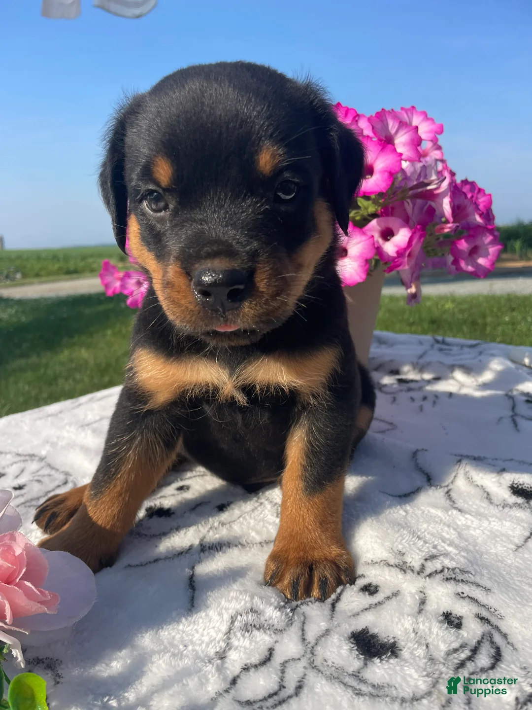 Rottweiler dogs for sale: Zeus - Ad 1