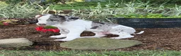Great Dane dogs for sale: Patches Great Dane  - Ad 12