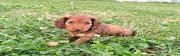 Miniature Dachshund dogs for sale: Daisy - Ad 1