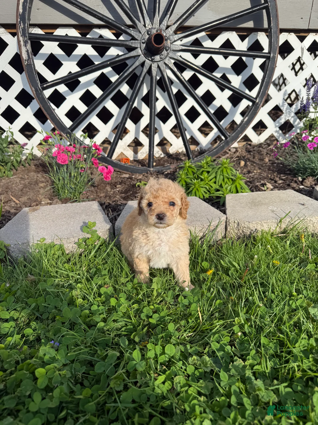 Mini Goldendoodle dogs for sale: CiCi - Ad 2