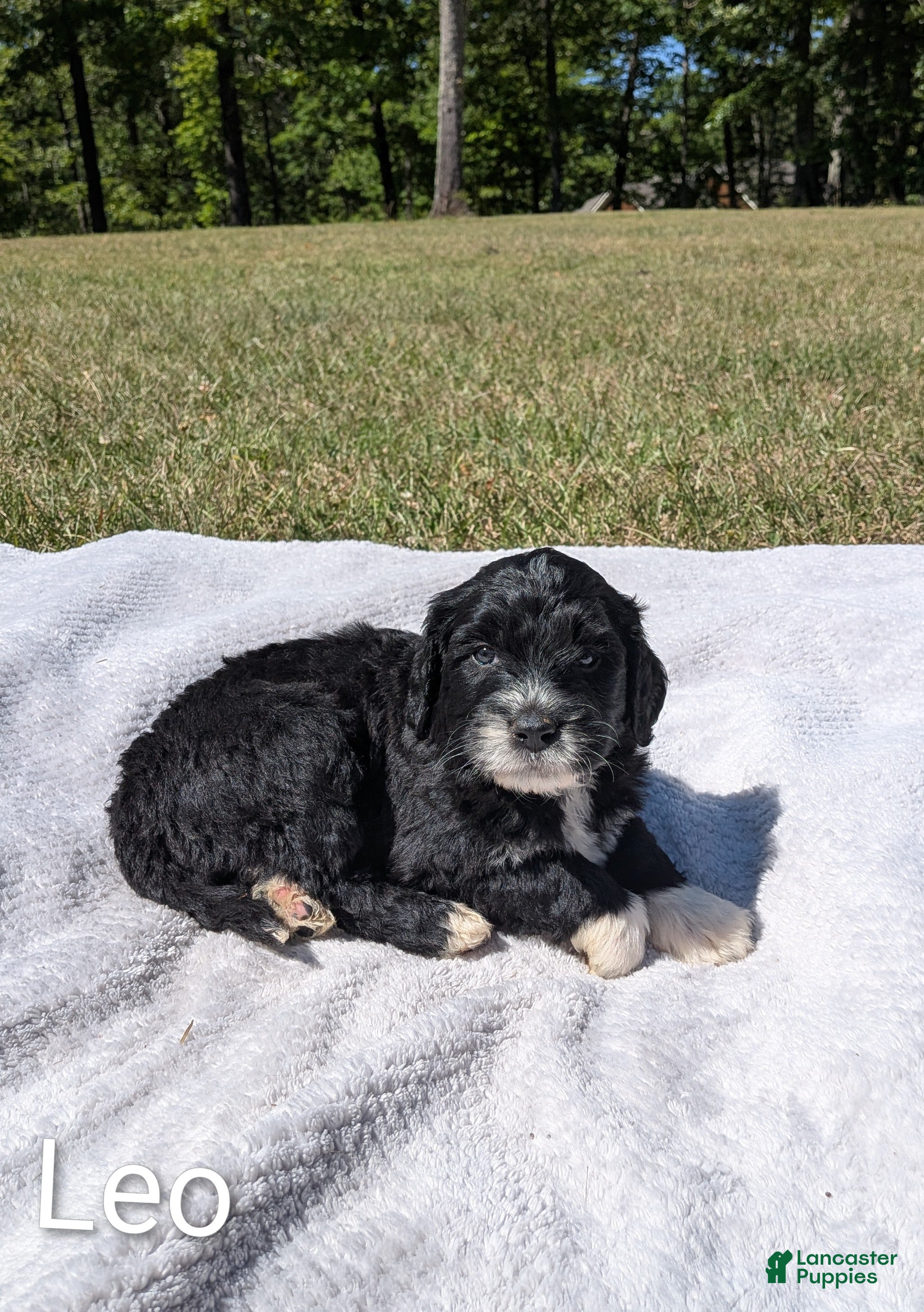 Mixed Breed dogs Leo - Ad 2