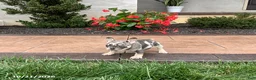 French Bulldog dogs for sale: Queenie - Ad 5