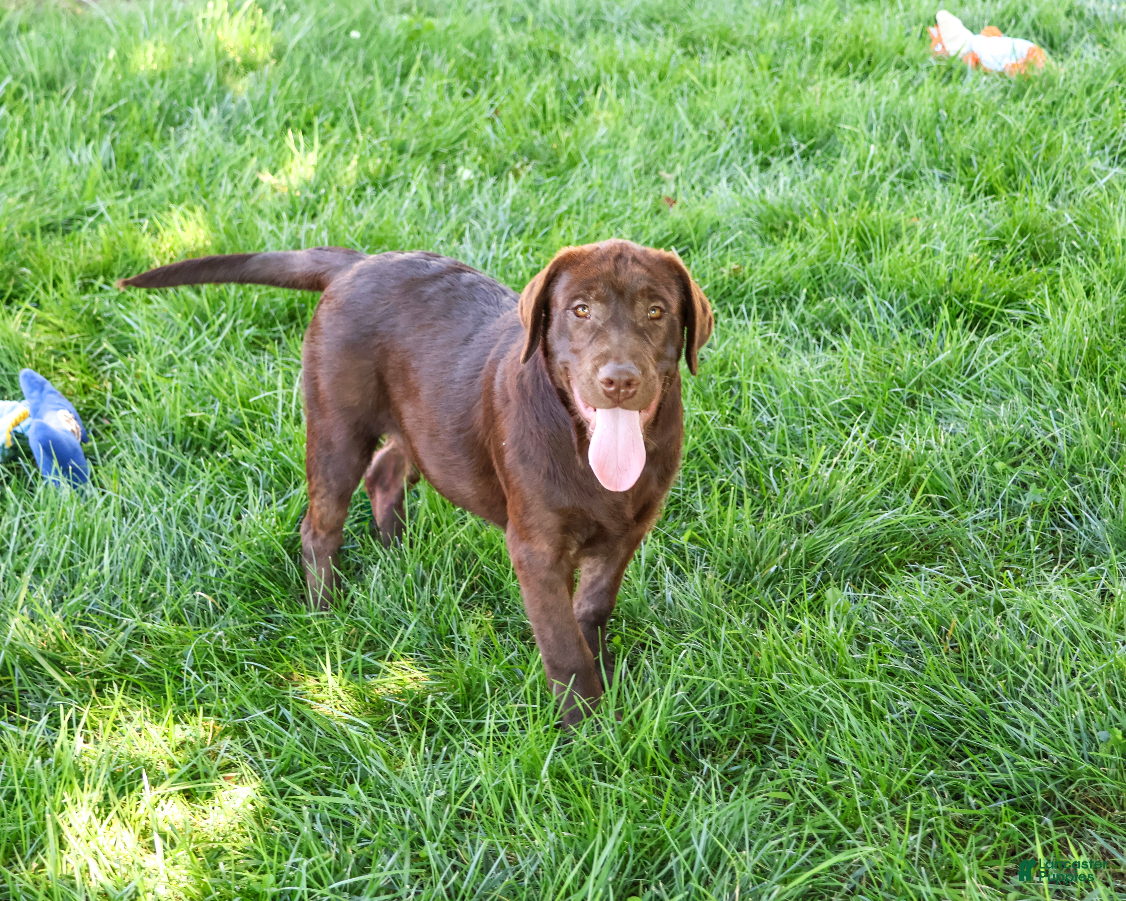 Labrador Retriever dogs Samuel - Ad 1