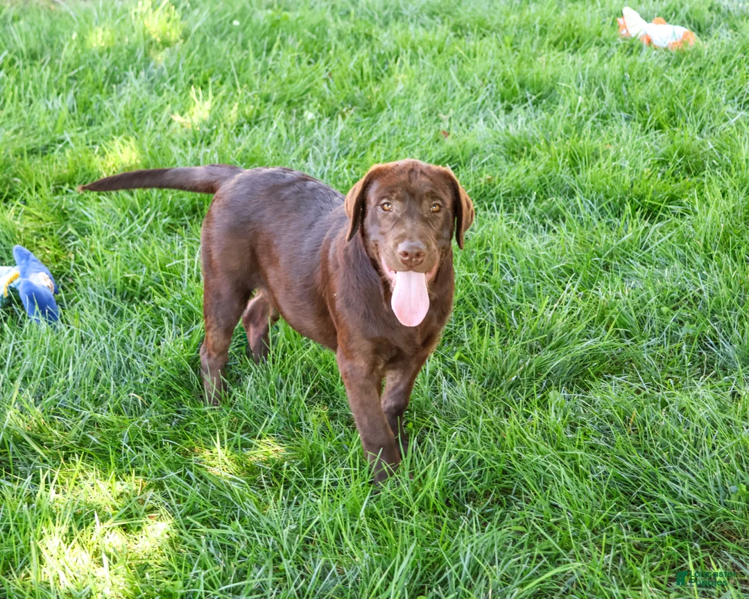 Labrador Retriever dogs for sale: Samuel - Ad 1