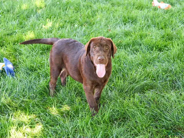 Labrador Retriever dogs for sale: Samuel - Ad 1