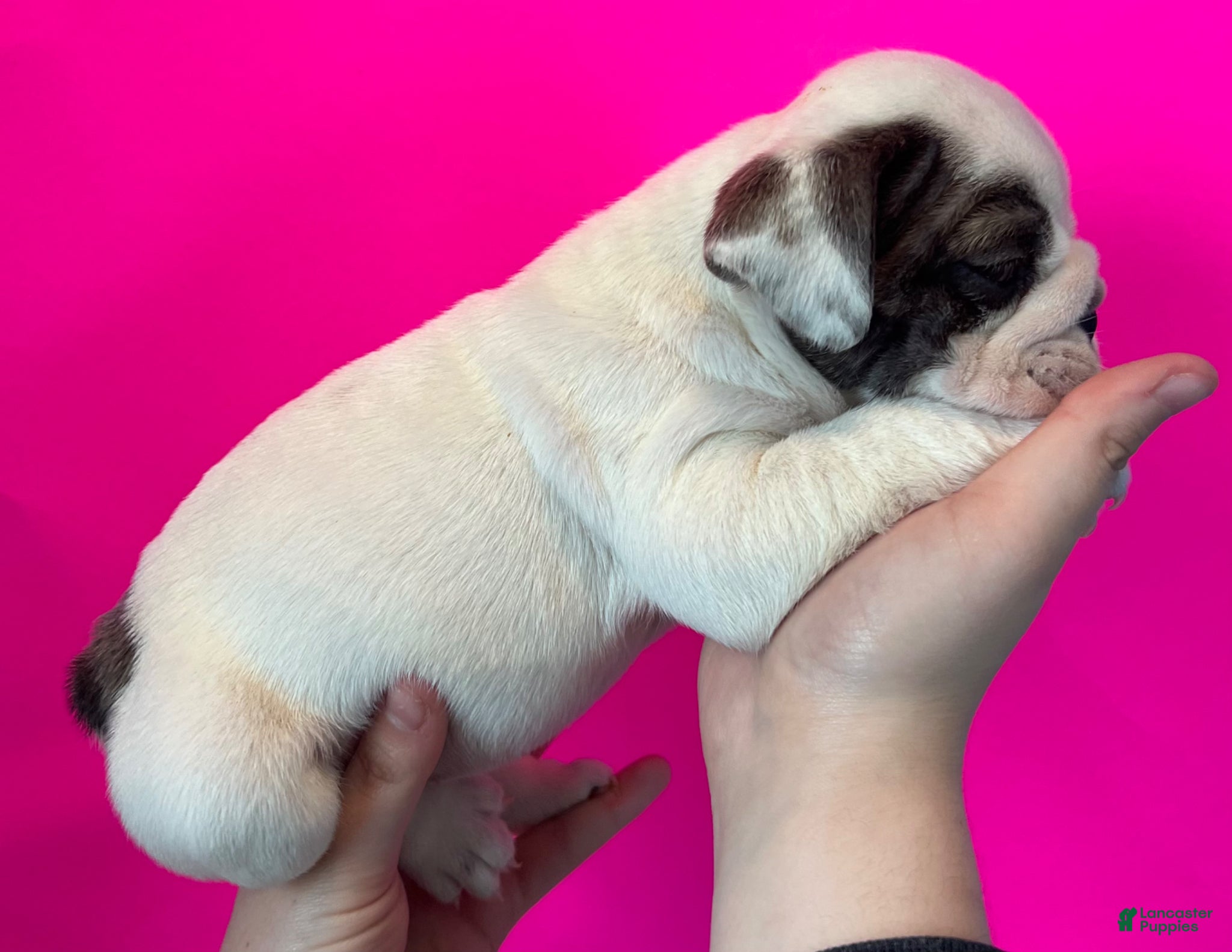 English Bulldog dogs Bella (Blue Brindle Pied) - Ad 11