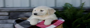 Baxter
