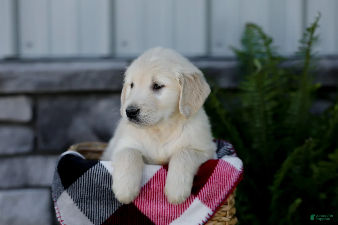 Golden Retriever dogs for sale: Baxter - Ad 1